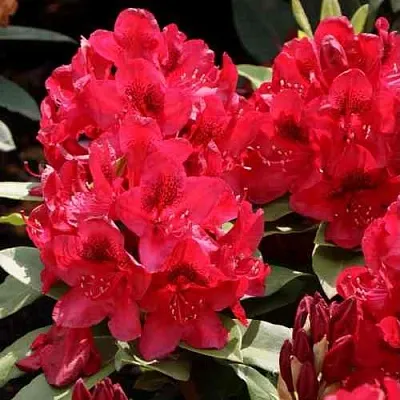 Рододендрон МАТАДОР  Рододендрон МАТАДОР в Рязани