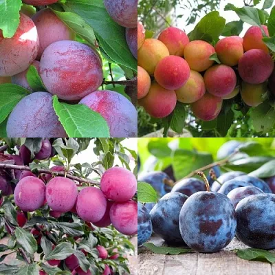 Комплект СЛИВОВЫЙ САД в Рязани