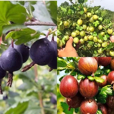 Комплект КРЫЖОВНИК MIX в Рязани