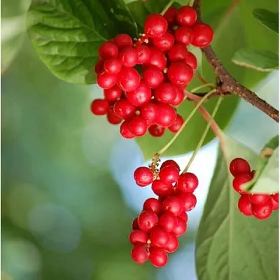 Лимонник ДЕБЮТ китайский  Лимонник ДЕБЮТ китайский в Рязани