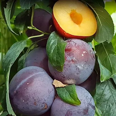 НЕКТАПРИУМ  НЕКТАПРИУМ в Рязани