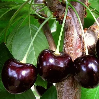 Черешня ДОНЕЦКИЙ УГОЛЁК в Рязани