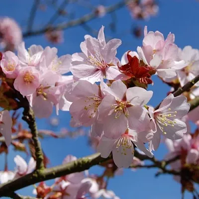 Вишня РАНЧО САРЖЕНТА  Вишня РАНЧО САРЖЕНТА в Рязани