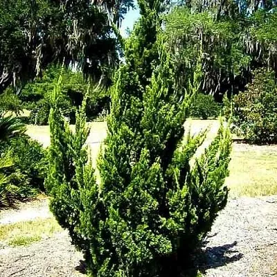 Можжевельник КАЙЗУКА китайский  Можжевельник КАЙЗУКА китайский в Рязани