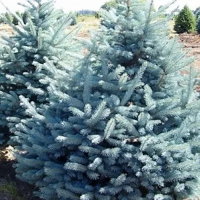 Ель ГЛАУКА колючая  Ель ГЛАУКА колючая в Рязани