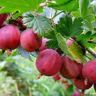 Крыжовник КРАСНОСЛАВЯНСКИЙ  Крыжовник КРАСНОСЛАВЯНСКИЙ в Рязани