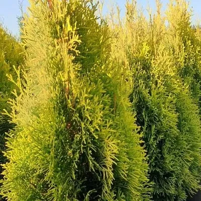 Туя ГОЛДЕН СМАРАГД западная в Рязани