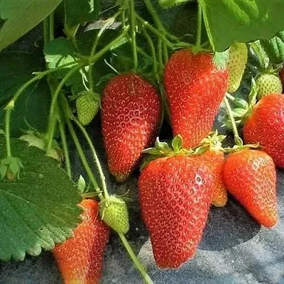 Клубника РОКСАНА  Клубника РОКСАНА в Рязани