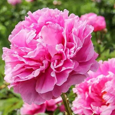 Пион АЛЕКСАНДР ФЛЕМИНГ травянистый  Пион АЛЕКСАНДР ФЛЕМИНГ травянистый в Рязани