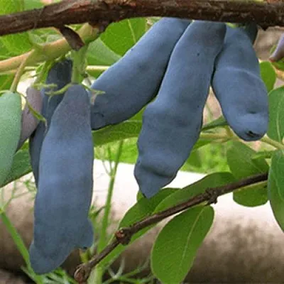 Жимолость съедобная ЛЕНИНГРАДСКИЙ ВЕЛИКАН  Жимолость съедобная ЛЕНИНГРАДСКИЙ ВЕЛИКАН в Рязани