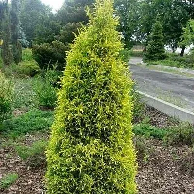 Можжевельник ГОЛД КОН обыкновенный  Можжевельник ГОЛД КОН обыкновенный в Рязани