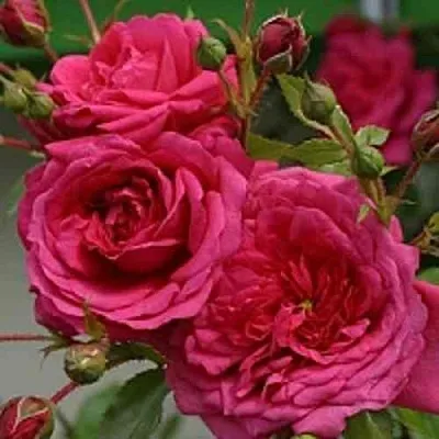 Саженцы роз ЛАГУНА плетистая  Саженцы роз ЛАГУНА плетистая в Рязани