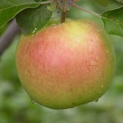 Яблоня БРЯНСКОЕ ЗОЛОТИСТОЕ  Яблоня БРЯНСКОЕ ЗОЛОТИСТОЕ в Рязани