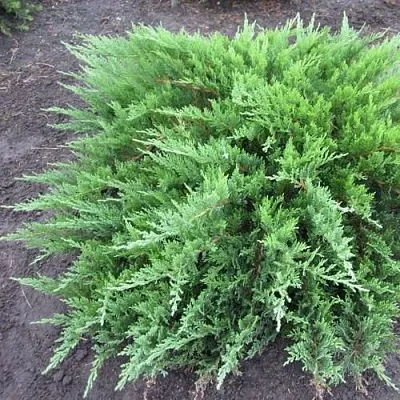 Можжевельник ТАМАРИСЦИФОЛИЯ казацкий  Можжевельник ТАМАРИСЦИФОЛИЯ казацкий в Рязани