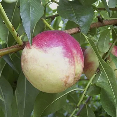 ПИЧЕРИН  ПИЧЕРИН в Рязани