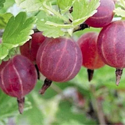 Крыжовник РАВОЛТ  Крыжовник РАВОЛТ в Рязани