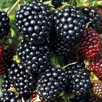 Ежевика ЭВЕРГРИН бесшипная в Рязани