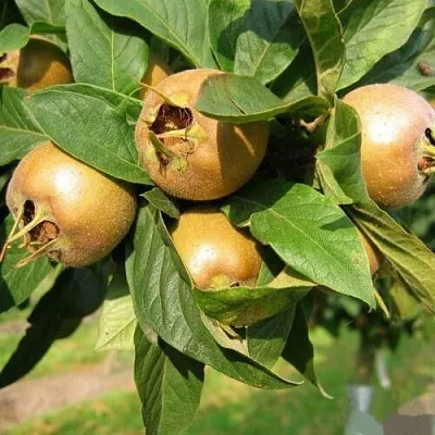 МУШМУЛА   МУШМУЛА  в Рязани