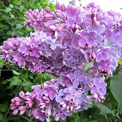 Сирень ОЛЯ  Сирень ОЛЯ в Рязани