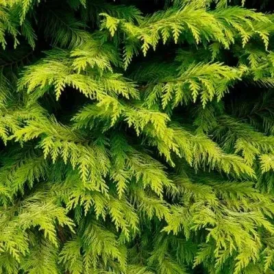 Кипарисовик ГОЛДЕН ВОНДЕР лавсона в Рязани