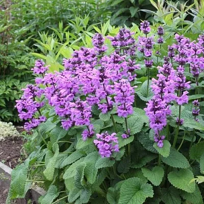 Буквица крупноцветковая  Буквица крупноцветковая в Рязани