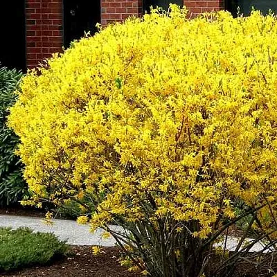 Форзиция ЛИНВУД  Форзиция ЛИНВУД в Рязани