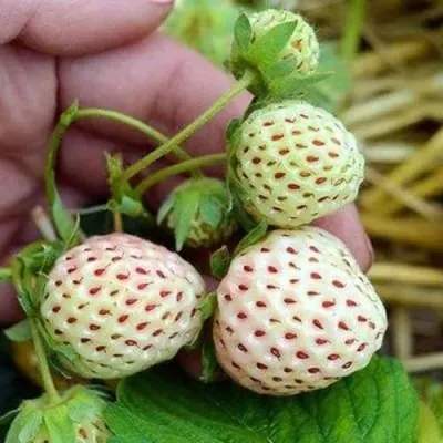 Клубника АНАНАСА ремонтантная в Рязани