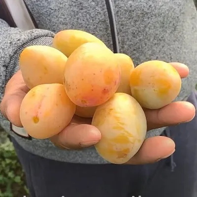 Слива ЯХОНТОВАЯ  Слива ЯХОНТОВАЯ в Рязани