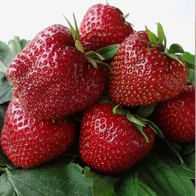 Клубника НАБИЛА  Клубника НАБИЛА в Рязани