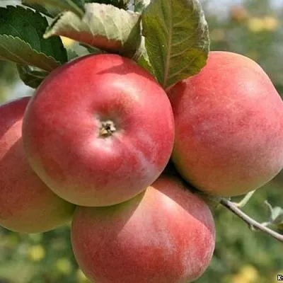 Яблоня ВЭМ-РОЗОВЫЙ  Яблоня ВЭМ-РОЗОВЫЙ в Рязани