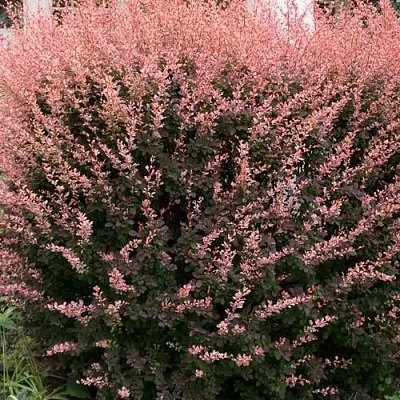 Барбарис РОУЗ ГЛОУ тунберга  Барбарис РОУЗ ГЛОУ тунберга в Рязани