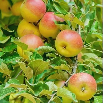 Яблоня ПАМЯТЬ БЛЫНСКОГО колонновидная  Яблоня ПАМЯТЬ БЛЫНСКОГО колонновидная в Рязани