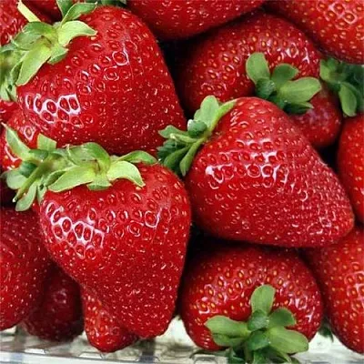 Клубника СКАЛА  Клубника СКАЛА в Рязани