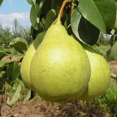 Груша МЕДОВАЯ колонновидная  Груша Медовая Колонновидная в Рязани