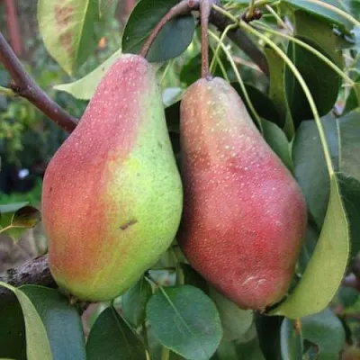 Груша ЯКОВЛЕВСКАЯ  Груша ЯКОВЛЕВСКАЯ в Рязани