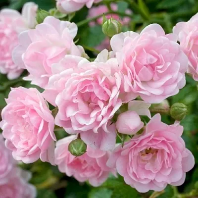 Саженцы роз ЗЕ ФЕЙРИ почвопокровная  Саженцы роз ЗЕ ФЕЙРИ почвопокровная в Рязани