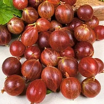 Крыжовник ОЛАВИ (ХИННОНМАЕН ПУНАЙНЕН)  Крыжовник ОЛАВИ (ХИННОНМАЕН ПУНАЙНЕН) в Рязани