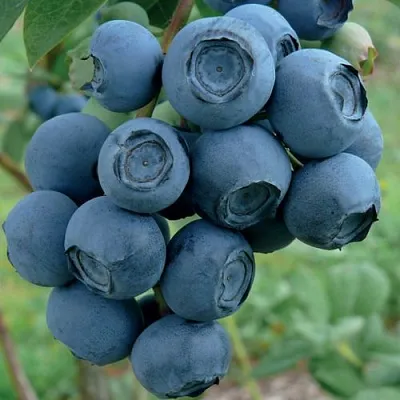 Голубика РУБЕЛ  Голубика РУБЕЛ в Рязани