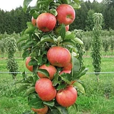 Яблоня ЯНТАРНОЕ ОЖЕРЕЛЬЕ колонновидная  Яблоня ЯНТАРНОЕ ОЖЕРЕЛЬЕ колонновидная в Рязани