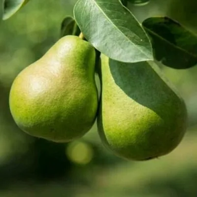 Груша Г-1 колонновидная  Груша Г-1 колонновидная в Рязани