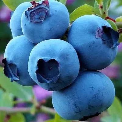 Голубика  Голубика в Рязани