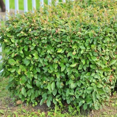 Кизильник блестящий — описание сорта Кизильник блестящий в Рязани