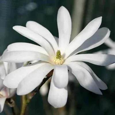 Магнолия РОЯЛ СТАР  Магнолия РОЯЛ СТАР в Рязани