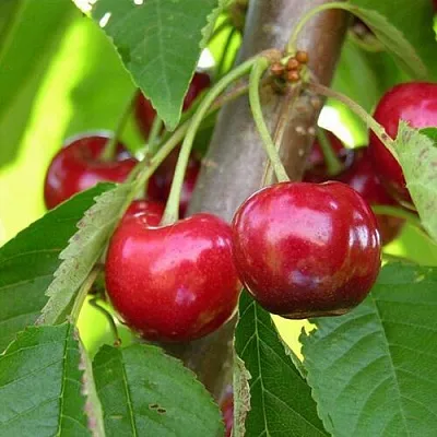 Черешня 15-26-5 в Рязани