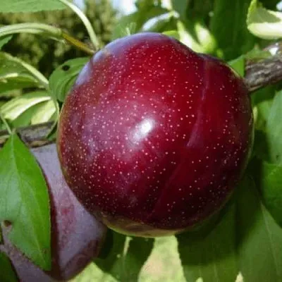 ШАРАФУГА  ШАРАФУГА в Рязани