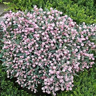 Андромеда БЛЮ АЙС многолистная в Рязани