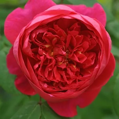 Саженцы роз БЕНДЖАМИН БРИТТЕН шраб  Саженцы роз БЕНДЖАМИН БРИТТЕН шраб в Рязани