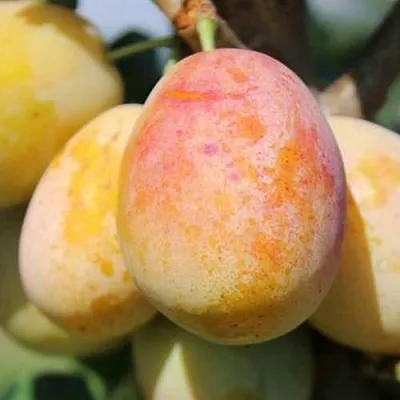 АПРИМИРА  АПРИМИРА в Рязани