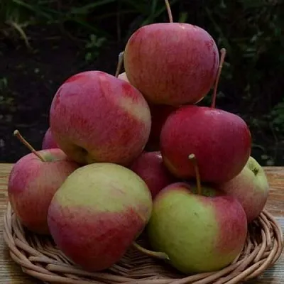 Яблоня РОДНИКОВАЯ  Яблоня РОДНИКОВАЯ в Рязани