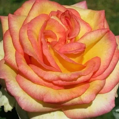 Саженцы роз АМАЗОНКА чайно-гибридная  Саженцы роз АМАЗОНКА чайно-гибридная в Рязани